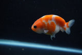 Baby Ranchu  Sakura 3 Inch (ID#1129R9c-39) Free2Day SHIPPING