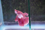 Dumbo   Multicolor Halfmoon Male Betta (ID#801-M515) Free2Day SHIPPING