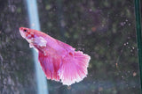 Dumbo   Multicolor Halfmoon Male Betta (ID#801-M515) Free2Day SHIPPING