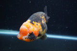 Milk Cow Ranchu  Calico 5 Inch (ID#404R10a-103) Free2Day SHIPPING