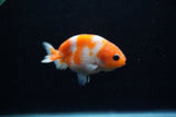 Baby Ranchu  Sakura 3 Inch (ID#1129R9c-39) Free2Day SHIPPING