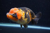 Milk Cow Ranchu  Calico 5 Inch (ID#404R10a-103) Free2Day SHIPPING