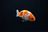 Baby Ranchu  Sakura 3 Inch (ID#1129R9c-39) Free2Day SHIPPING