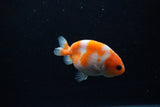 Baby Ranchu  Sakura 3 Inch (ID#1129R9c-39) Free2Day SHIPPING