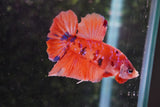 Nemo Galaxy  Koi Plakat Male Betta (ID#801-M516) Free2Day SHIPPING