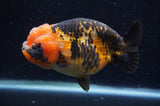 Milk Cow Ranchu  Calico 5 Inch (ID#404R10a-103) Free2Day SHIPPING
