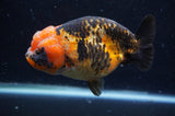 Milk Cow Ranchu  Calico 5 Inch (ID#404R10a-103) Free2Day SHIPPING