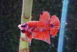 Nemo Galaxy  Koi Plakat Male Betta (ID#801-M516) Free2Day SHIPPING