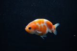 Baby Ranchu  Sakura 3 Inch (ID#1129R9c-39) Free2Day SHIPPING