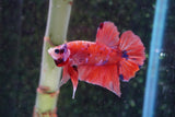 Nemo Galaxy  Koi Plakat Male Betta (ID#801-M516) Free2Day SHIPPING