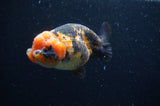Milk Cow Ranchu  Calico 5 Inch (ID#404R10a-103) Free2Day SHIPPING