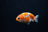 Baby Ranchu  Sakura 3 Inch (ID#1129R9c-39) Free2Day SHIPPING