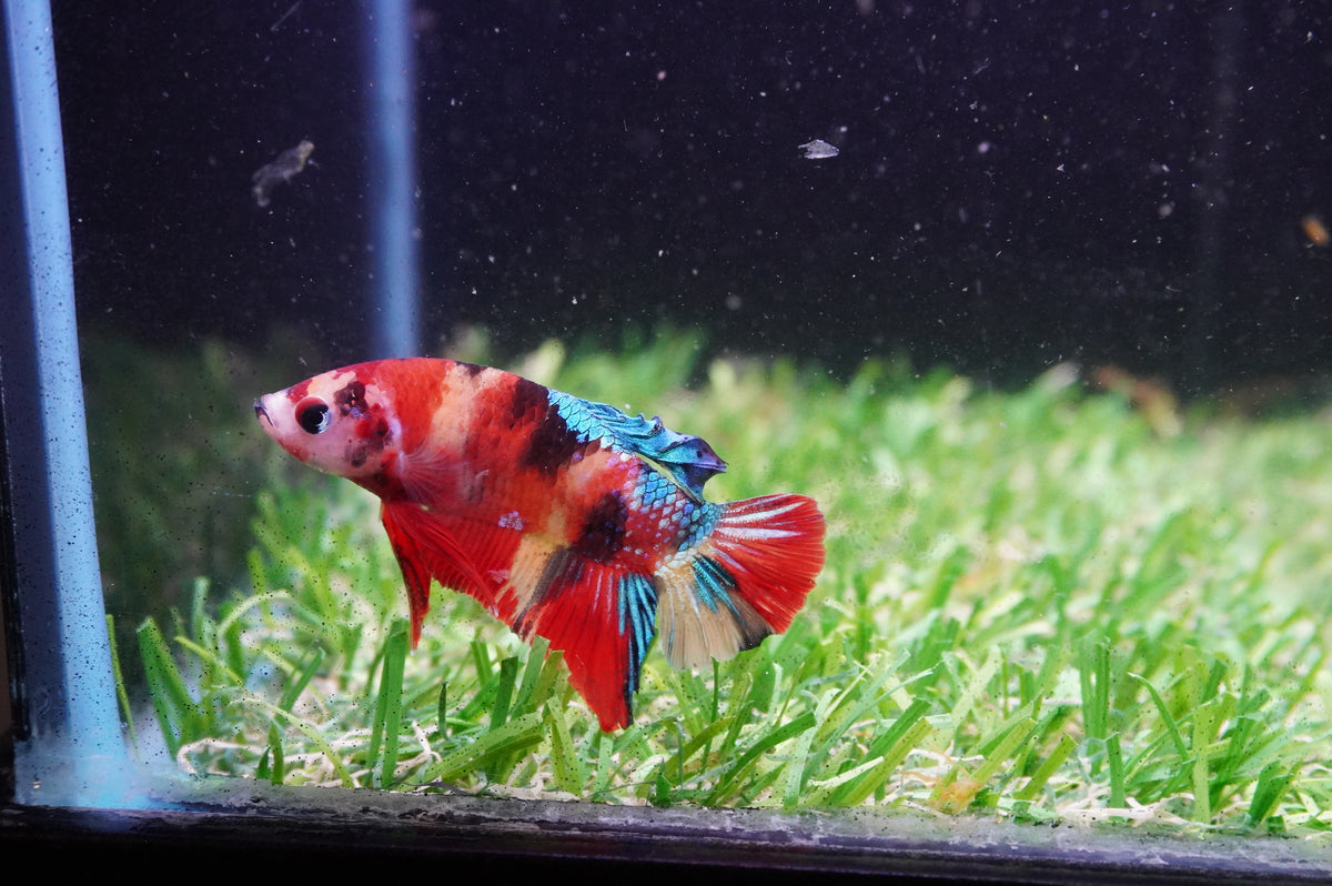 Betta Koi — King Koi and Goldfish