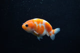 Baby Ranchu  Sakura 3 Inch (ID#1129R9c-39) Free2Day SHIPPING