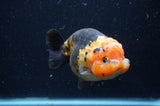Milk Cow Ranchu  Calico 5 Inch (ID#404R10a-103) Free2Day SHIPPING