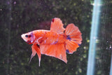 Nemo Galaxy  Koi Plakat Male Betta (ID#801-M516) Free2Day SHIPPING