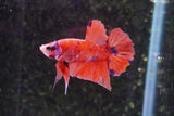 Nemo Galaxy  Koi Plakat Male Betta (ID#801-M516) Free2Day SHIPPING