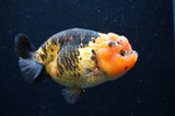 Milk Cow Ranchu  Calico 5 Inch (ID#404R10a-103) Free2Day SHIPPING