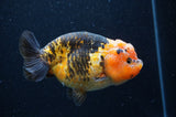 Milk Cow Ranchu  Calico 5 Inch (ID#404R10a-103) Free2Day SHIPPING