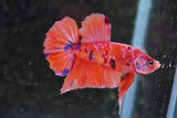 Nemo Galaxy  Koi Plakat Male Betta (ID#801-M516) Free2Day SHIPPING