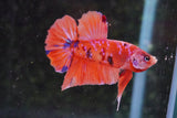 Nemo Galaxy  Koi Plakat Male Betta (ID#801-M516) Free2Day SHIPPING