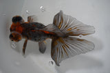 Butterfly  Calico 5 Inch (ID#1015B8b-15) Free2Day SHIPPING