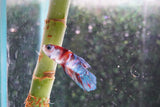 Candy Galaxy  Koi Plakat Male Betta (ID#801-M517) Free2Day SHIPPING