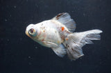 Juvenile Lionchu  Red White 3.5 Inch (ID#228R11a-19) Free2Day SHIPPING