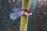 Candy Galaxy  Koi Plakat Male Betta (ID#801-M517) Free2Day SHIPPING