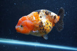 Milk Cow Ranchu  Calico 5 Inch (ID#404R10a-104) Free2Day SHIPPING