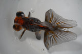 Butterfly  Calico 5 Inch (ID#1015B8b-15) Free2Day SHIPPING