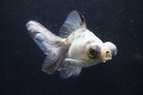 Juvenile Lionchu  Red White 3.5 Inch (ID#228R11a-19) Free2Day SHIPPING