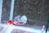 Candy Galaxy  Koi Plakat Male Betta (ID#801-M517) Free2Day SHIPPING