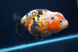 Milk Cow Ranchu  Calico 5 Inch (ID#404R10a-104) Free2Day SHIPPING