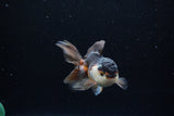 Juvenile Thai Oranda  Tricolor 3.5 Inch (ID#1213To12c-84) Free2Day SHIPPING