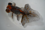 Butterfly  Calico 5 Inch (ID#1015B8b-15) Free2Day SHIPPING