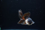 Juvenile Thai Oranda  Tricolor 3.5 Inch (ID#1213To12c-84) Free2Day SHIPPING