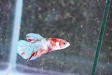 Candy Galaxy  Koi Plakat Male Betta (ID#801-M517) Free2Day SHIPPING