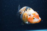 Milk Cow Ranchu  Calico 5 Inch (ID#404R10a-104) Free2Day SHIPPING