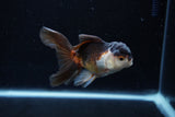 Juvenile Thai Oranda  Tricolor 3.5 Inch (ID#1213To12c-84) Free2Day SHIPPING