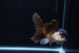 Juvenile Thai Oranda  Tricolor 3.5 Inch (ID#1213To12c-84) Free2Day SHIPPING