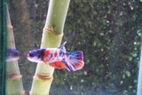 Candy Galaxy  Koi Plakat Male Betta (ID#801-M518) Free2Day SHIPPING