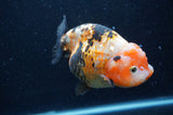 Milk Cow Ranchu  Calico 5 Inch (ID#404R10a-104) Free2Day SHIPPING