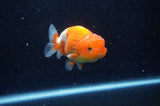 Juvenile Lionchu  Red White 3.5 Inch (ID#228R11b-20) Free2Day SHIPPING