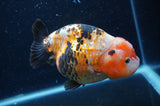 Milk Cow Ranchu  Calico 5 Inch (ID#404R10a-104) Free2Day SHIPPING