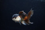 Juvenile Thai Oranda  Tricolor 3.5 Inch (ID#1213To12c-84) Free2Day SHIPPING