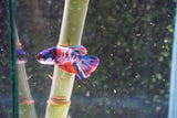 Candy Galaxy  Koi Plakat Male Betta (ID#801-M518) Free2Day SHIPPING