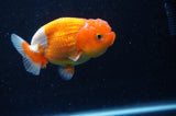 Juvenile Lionchu  Red White 3.5 Inch (ID#228R11b-20) Free2Day SHIPPING