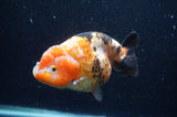 Milk Cow Ranchu  Calico 5 Inch (ID#404R10a-104) Free2Day SHIPPING