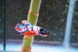 Candy Galaxy  Koi Plakat Male Betta (ID#801-M518) Free2Day SHIPPING